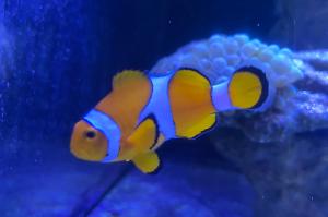 Gladiator Clownfish Thumbnail