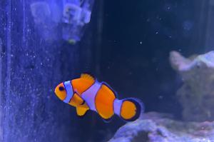 Gladiator Clownfish Thumbnail