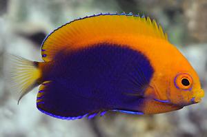 Flameback Angelfish African Thumbnail