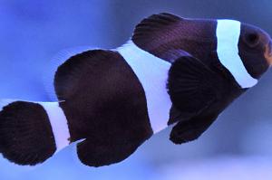 Black Ocelaris Clownfish Thumbnail