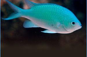 Blue/Green Reef Chromis Thumbnail