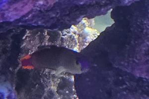 Purple Firefish Thumbnail