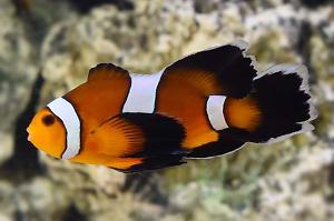 Longfin Mocha Clownfish  Thumbnail