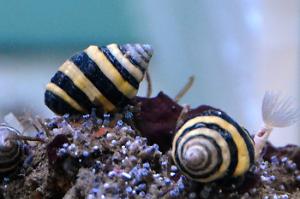 Bumble Bee Snail Thumbnail