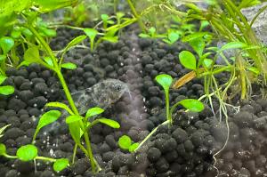 Peppered Corydoras Thumbnail