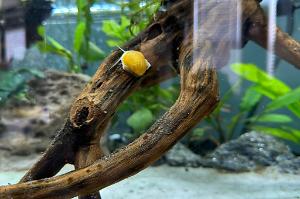 Gold Mystery Snail Thumbnail