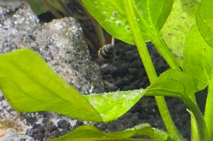 Assassin Snail Thumbnail