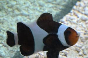 Mocha Clownfish Thumbnail