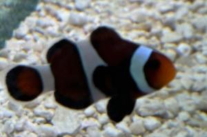 Mocha Clownfish Thumbnail