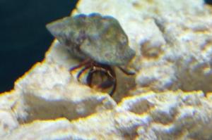 Dwarf Red Tip Hermit Crab Thumbnail