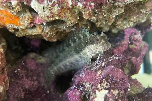 Algae Blenny Thumbnail