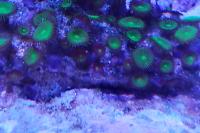 Zoanthids  Thumbnail