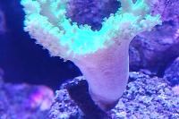 Kenya tree coral Thumbnail