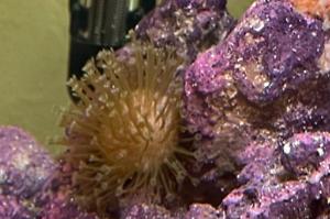 Toadstool Mushroom Leather Coral Thumbnail