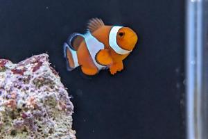 Tangerine Clownfish Thumbnail