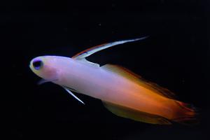 African Flame Tail Goby Thumbnail