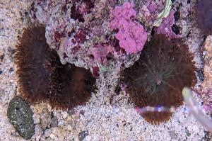 Mushroom Coral Thumbnail