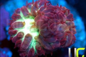 Blastomussa Coral Thumbnail