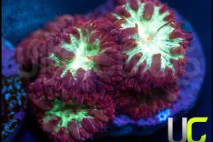 Blastomussa Coral Thumbnail