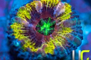 Micromussa Coral Thumbnail