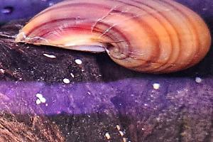 Magenta Mystery Snail Thumbnail