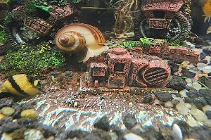 Magenta Mystery Snail Thumbnail