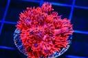 ORA Cherry Red Goniopora Coral Thumbnail