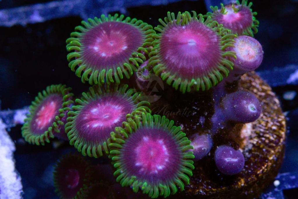 Purple Monster Zoa