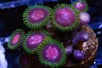 Purple Monster Zoa