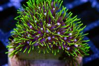 Green Star Polyp Thumbnail