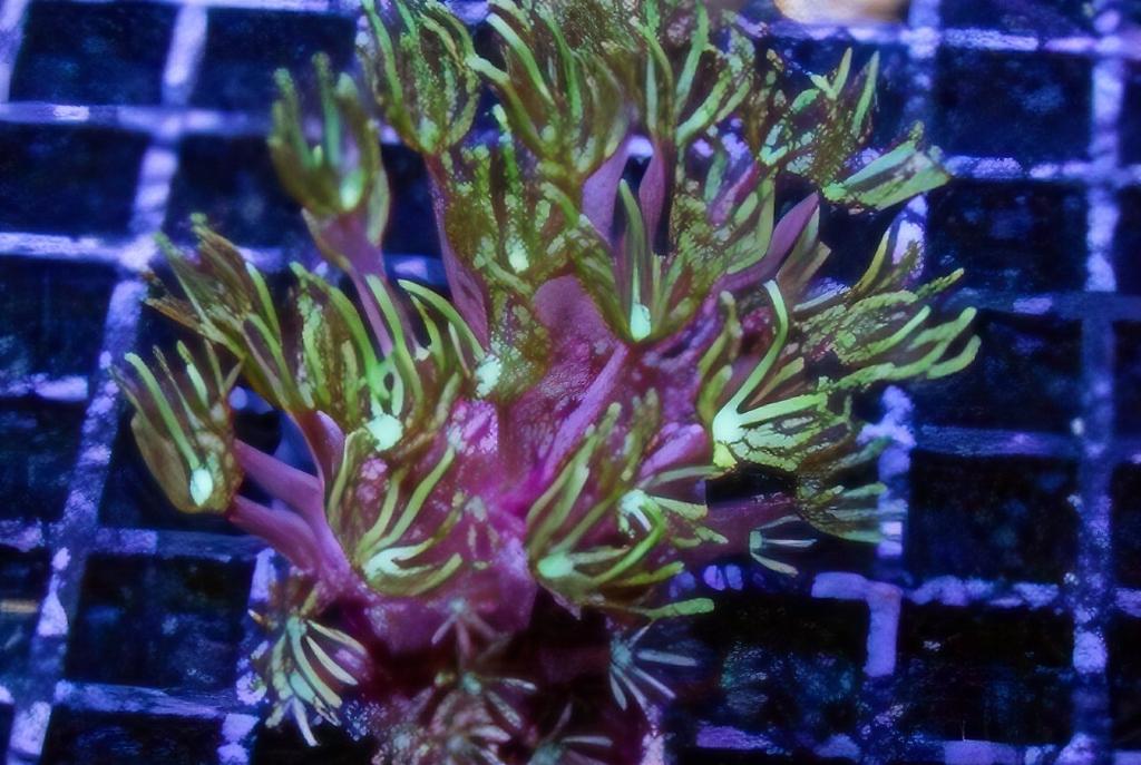 Pipe Organ Coral