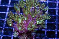 Pipe Organ Coral Thumbnail