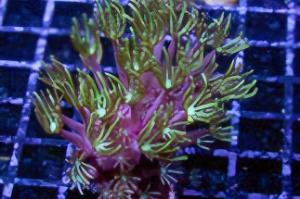 Pipe Organ Coral