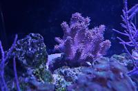 Green Finger Leather Coral Thumbnail