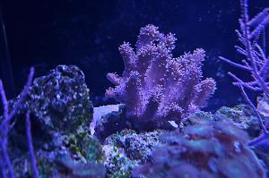 Thick Finger Leather Coral Thumbnail