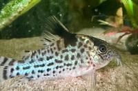 Agassiz Cory Thumbnail