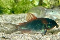 Orange Venezuelan Corydoras Thumbnail