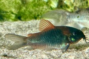 Orange Venezuelan Corydoras