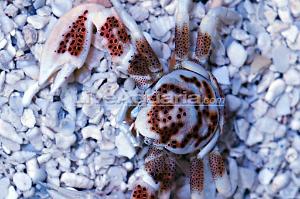 Porcelain Anemone Crab Thumbnail