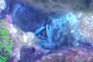 Emerald Crab Thumbnail