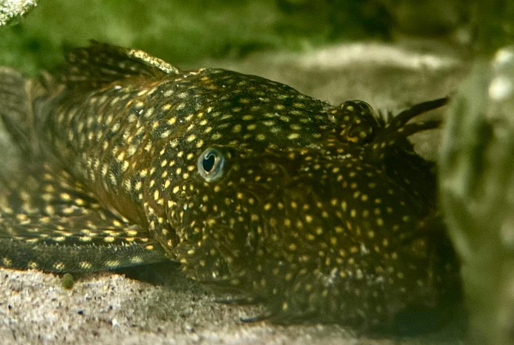 Bristlenose Pleco