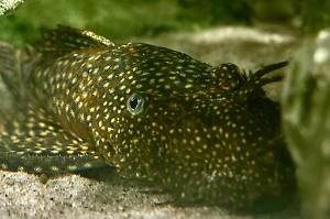 Bristlenose Pleco