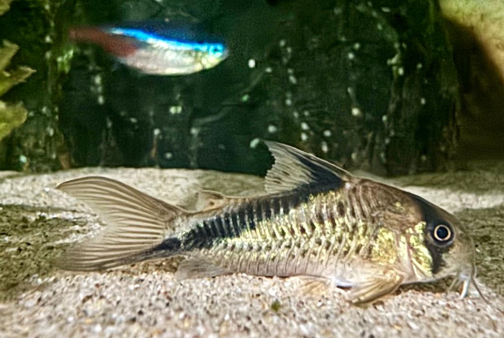 False Bandit Cory