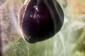 Black Racer Nerite Thumbnail