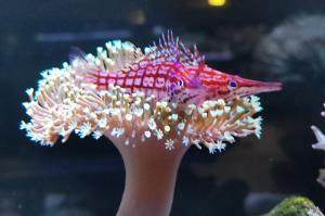 Longnose Hawkfish Thumbnail