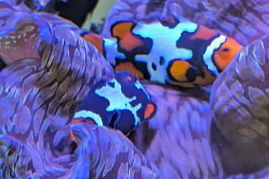 Snowflake Clownfish Thumbnail