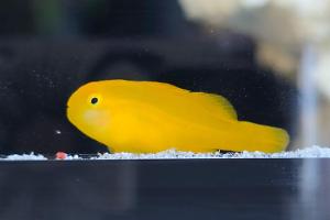 Yellow Clown Goby Thumbnail