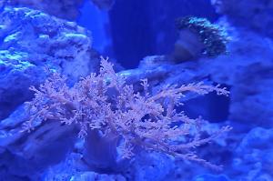 Kenya Tree Coral Thumbnail