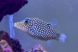 Spotted Sharpnose Puffer Thumbnail