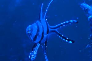 Banggai Cardinal Thumbnail